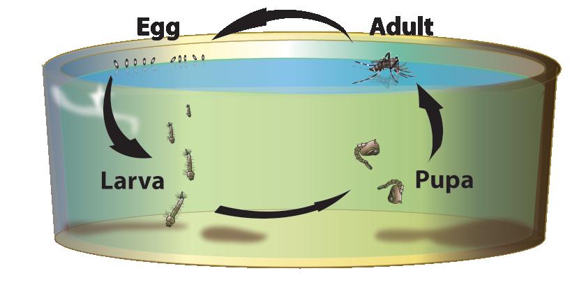 The entire immature or aquatic cycle (from egg to adult) can occur in as little as 8-10 days.
