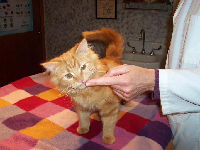 How cats like to be greeted Cats like to rub with the side of the cheek pheromone transfer Between the ears to the base of the neck is normal