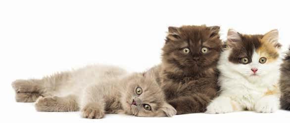 Introduction Owning a kitten brings its own special rewards and responsibilities and is not a decision that should be undertaken lightly.