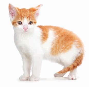 Choosing a healthy kitten The parents Whenever possible it is useful to see the kittens with their mother so that you can assess her health and temperament.
