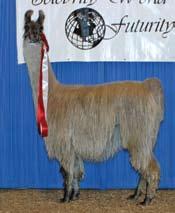 You might just find the Llama of your Dreams on July