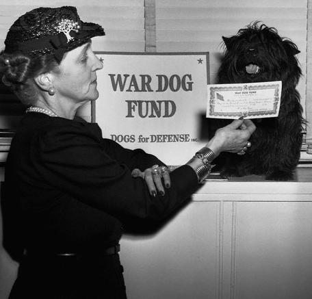 President Roosevelt s Scottie, Fala, helped his cousin, Laura Franklin Delano during a Dogs for Defense bond drive in 1943. Library of Congress Prints and Photographs Division.