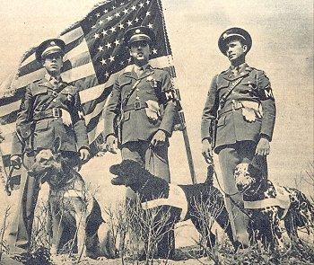 When dogs first began to be used in the military, German Shepherds, Standard Poodles and Dalmatians were among the breeds utilized.