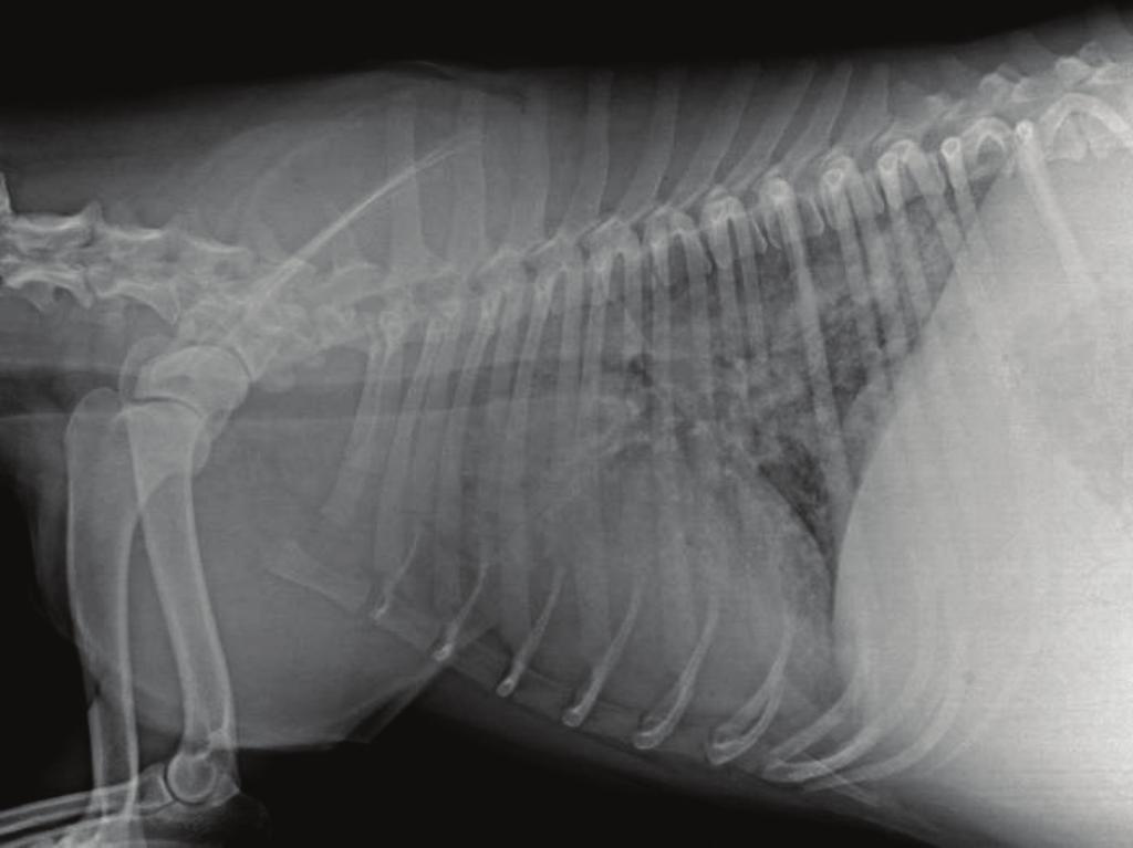 Thromboembolic disese is commonly seen in infected dogs exhibiting rdiogrphic signs of severe pulmonry rteril obstruction, especilly in those nimls presenting with clinicl signs.