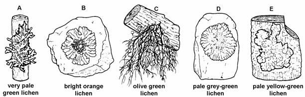 Q2. The drawings show five different lichens which grow on rocks or trees. Identify lichens A, C and D using the key below.