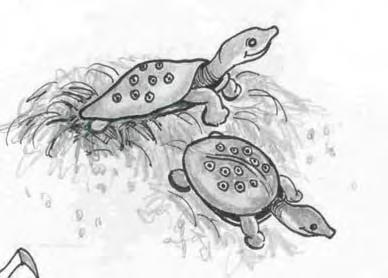 ACTIVITY #8: TURTLE TALLY A female eastern spiny softshell turtle will lay about 30 eggs on the beach close to the water. After 60 days, the eggs will hatch.