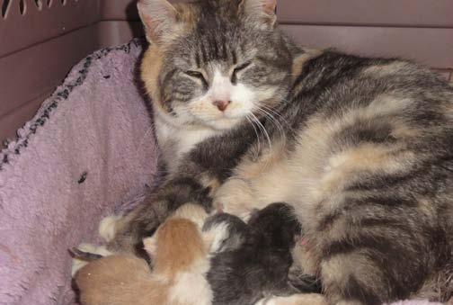 In April 2011, she was rescued by MEOW after having a litter of seven kittens: Captain Crunch, Corn