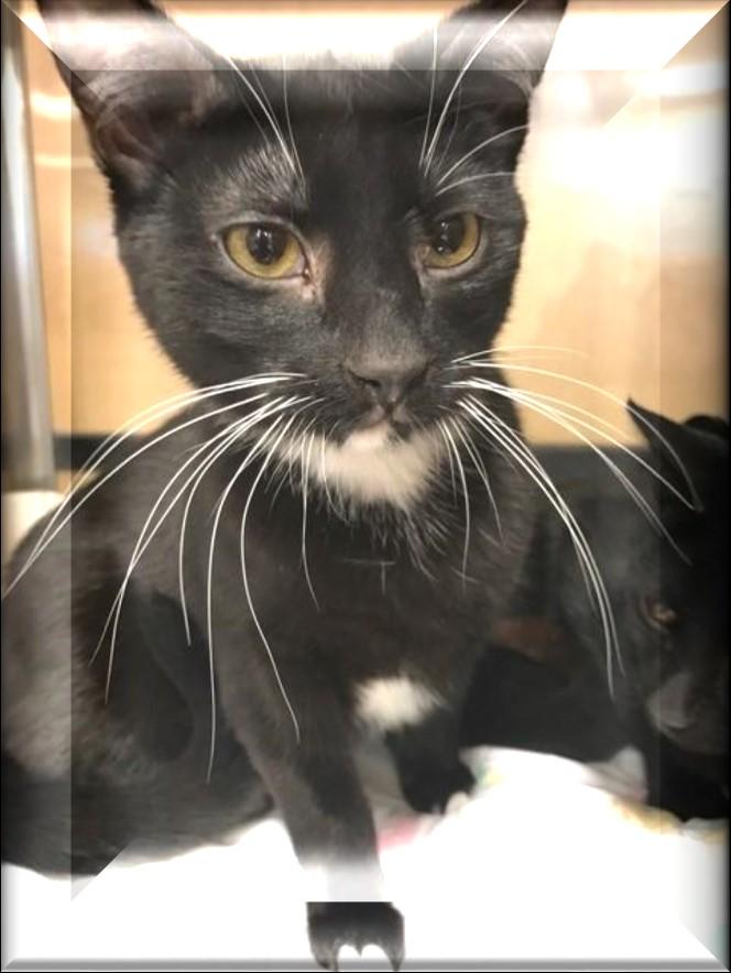 Mavie, male, tuxedo Mavie is a sweet boy who is shy at first but warms up once he gets to know you. He was rescued from Liberty animal control with 3 other babies.