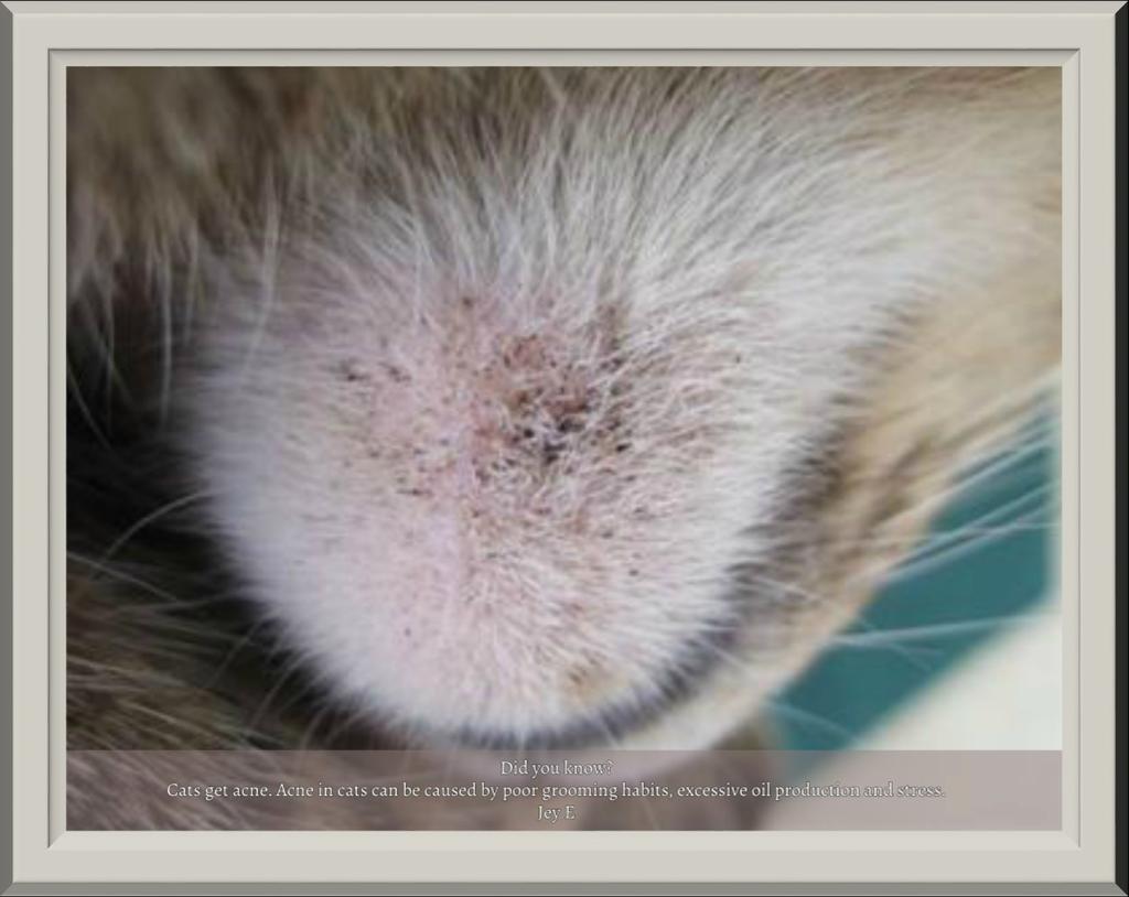 Did You know? Did you know? Cats get acne just like us! Acne in cats can be caused by poor grooming habits, excessive oil production and stress. To see more of our cats go to http://www.