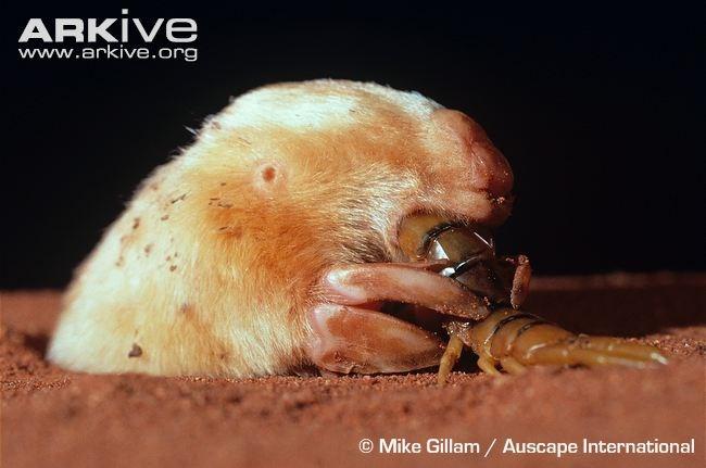 Notoryctidae Notoryctes caurinus (Thomas, 1920) Northern Marsupial Mole