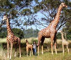 67 x H 359cm - 73kg 140039 Giraffe 18ft L 201 x W