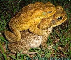quickly as possible as you pet will need cortisone treatment, antibiotics and lots of intravenous fluids. TOADS Toads are dangerous amphibians.
