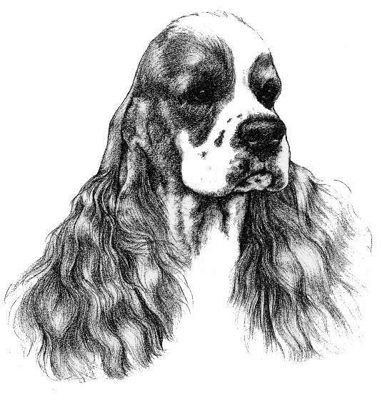 The beautiful Cocker expression is one of the best-known characteristics of the breed.
