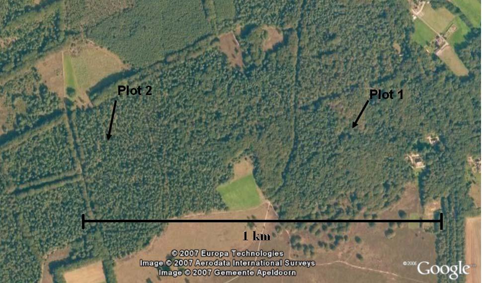 E005º51 57.5 ) is a Scots pine (Pinus sylvestris) dominated forest and the undergrowth is also dominated by Blueberry (Table 1). Figure 3: National park Hoge Veluwe from Google earth.