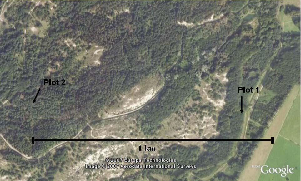Figure 4: The Amsterdamse Waterleidingduinen Amsterdamse from Google earth. The two plots (AWD1 and AWD2) are shown.