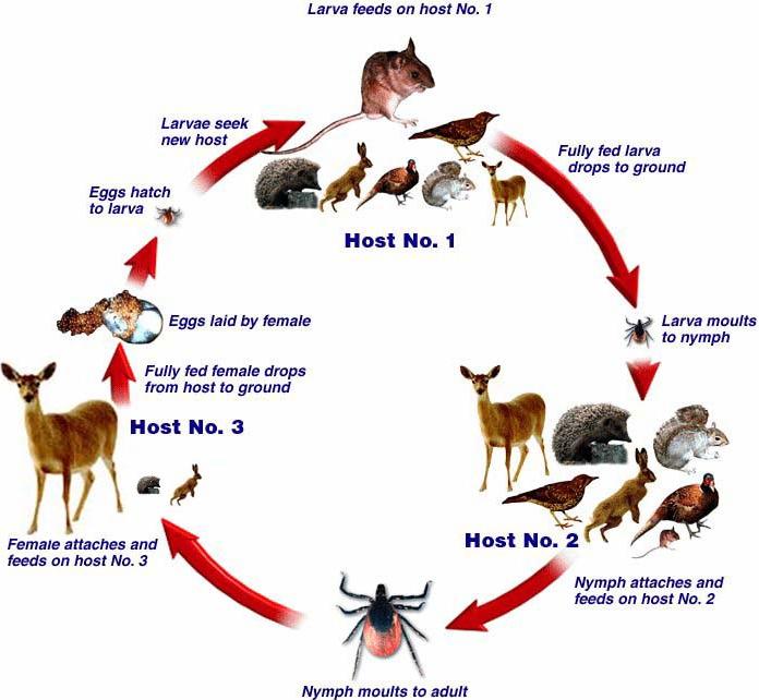Figure 1: life cycle of ticks, the relative size of the host approximates their significance as host for the different life stages in a typical woodland habitat (Courtesy of J. Grey and B. Kaye).