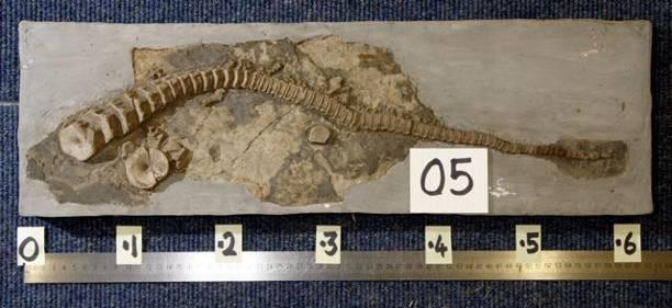 5. Ichthyosaurus sp. The rear portion of the vertebral column of an ichthyosaur. In life this would have reached into the lower lobe of a stiff, forked tail fin.