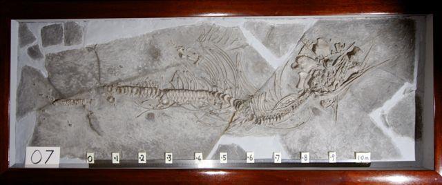 Plainly this fossil fell apart and was scattered, perhaps by water currents or scavengers, before its remains were completely buried. 7. Ichthyosaurus communis.