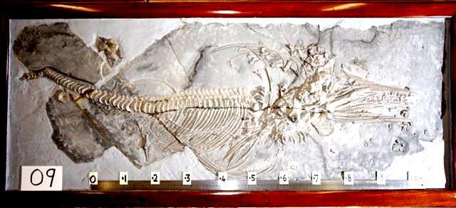 9. Ichthyosaurus communis. An interesting specimen the body and tail have been well preserved but the head has become scattered before final burial.