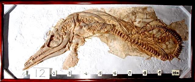 12. Ichthyosaurus communis. The forelimb of this ichthyosaur is most interesting it seems to have been buried by being driven into soft sediment, as if sticking out from the carcass.