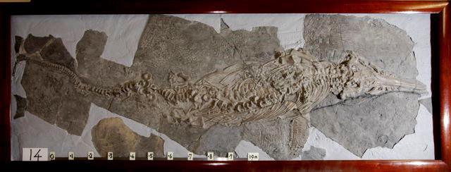 14. Ichthyosaurus communis. An ichthyosaur displayed with its skull on top of its lower jaw as seen.
