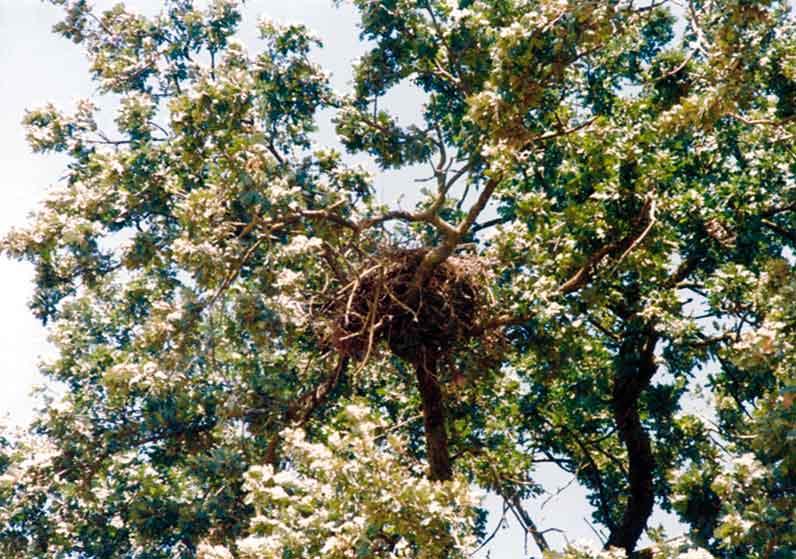 Plate 10. Typical Swainson s Hawk Nest. Methods Surveys were conducted by systematically driving 