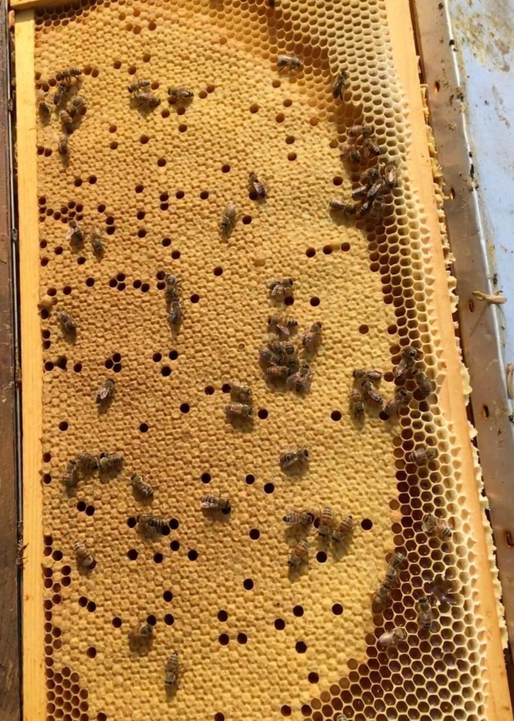 epidemic! I often hear a beekeeper say they lost their biggest colony. They do not seem to understand big colonies can have huge mite populations.