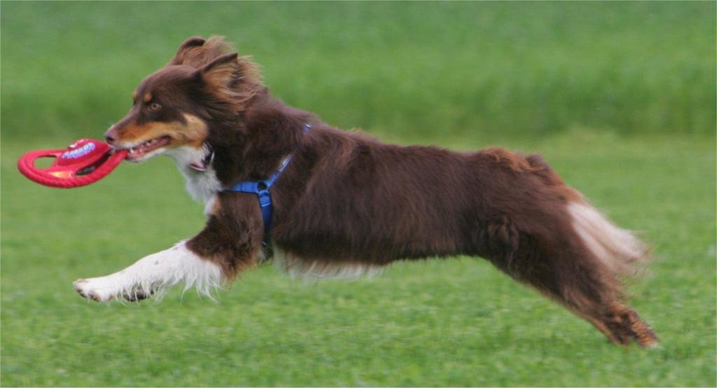 Your goal is to teach your dog to stay in heel position no matter how quickly you change speed or direction. You should have a loose leash at all times.