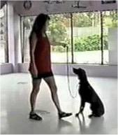 Note: When competing in obedience trials the dog must always be on the handler s left