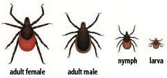 What do black-legged ticks look like?