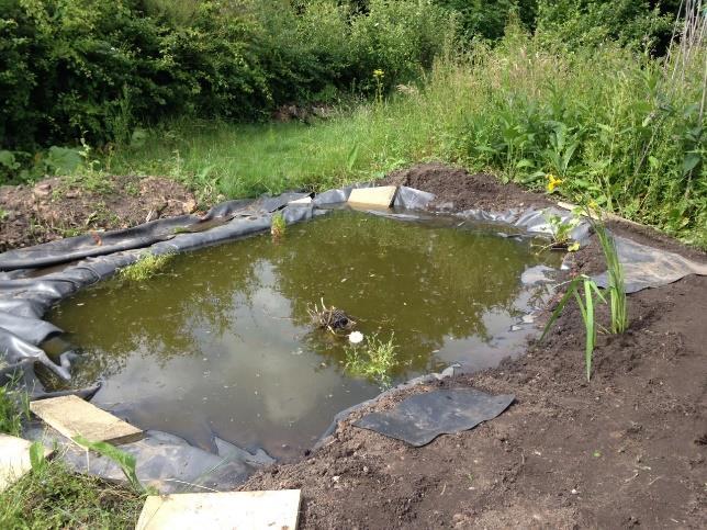 By Jan Clemons Thanks to the WART Pond Team amphibians living in the Stoney Road Allotments in Coventry now have another local breeding site.