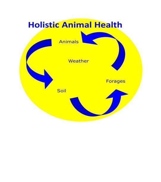 Holistic Approach to Animal Health and Well-Being Ann Wells DVM Kerr Center for Sustainable Agriculture, 2011 Animal disease prevention or animal wellness promotion: what do these phrases bring to