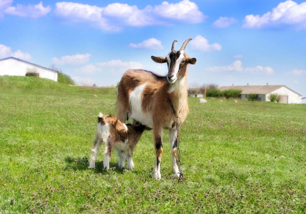 Ea Goats prefer shrubs, woody plants, weeds, and briars. The kids drink milk from their mothers until they are old enough to eat plants.