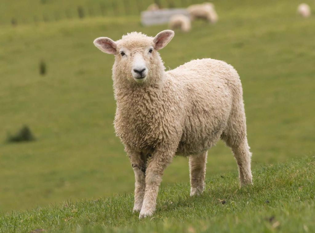 Lambs and sheep eat grass and other plants. From their wool we make clothes, blankets and more.