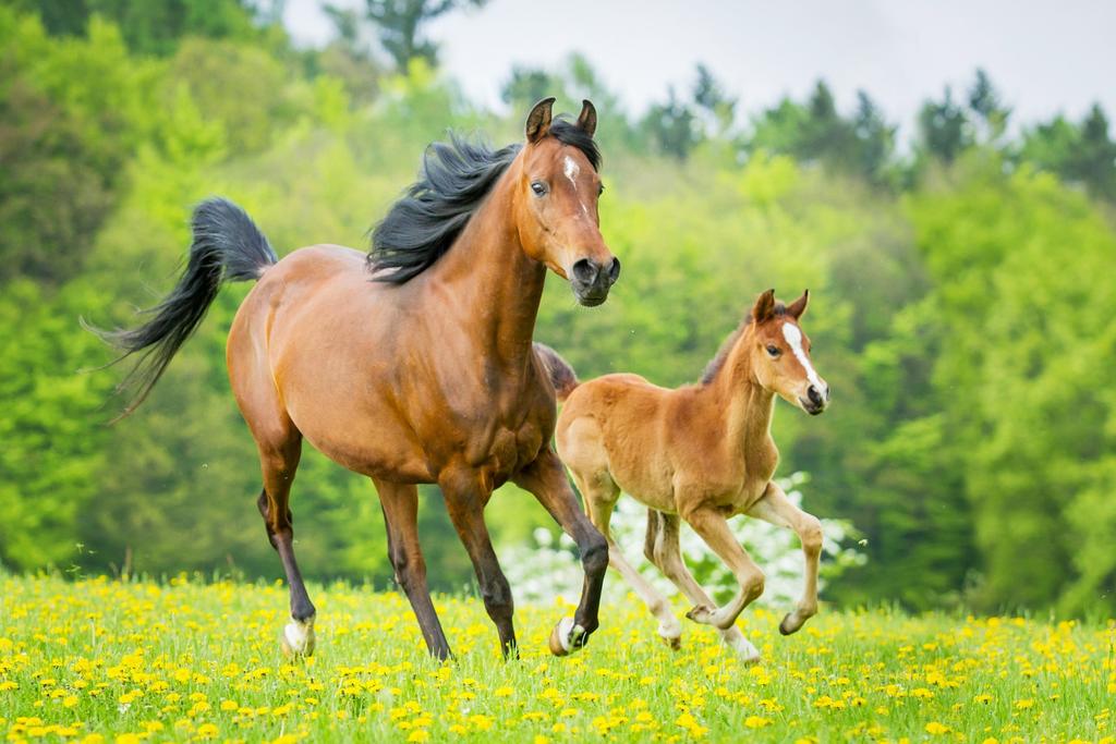 stallion. A foal can run shortly after birth.