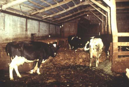 Typical Dry Cow
