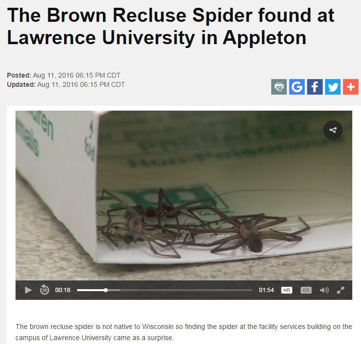Brown Recluse Spider Brown Recluse Spider Called fiddle
