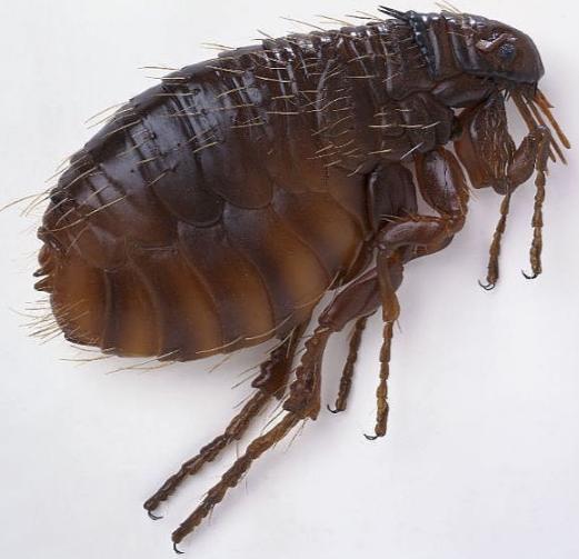 Fleas Adult- wingless, compressed laterally, making movement through