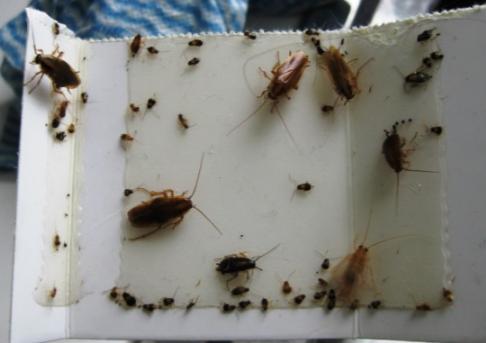 German Cockroaches Set out glue traps for inspection Report ASAP Seal