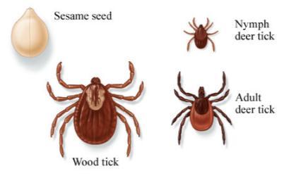 Ticks Most commonly encountered here in Wisconsin are: Deer Ticks (blacklegged tick)