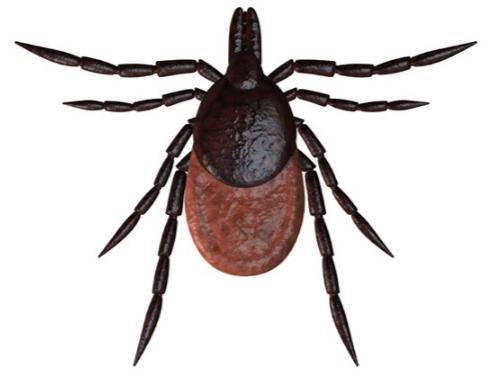 Disease and Anaplasmosis Adult females are dark brown to reddish-orange 1/8 inch long