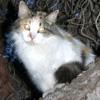 HOUSE CAT (FELIS CATUS) Scientific Name: Felis catus Temporal Activity: Tends to follow