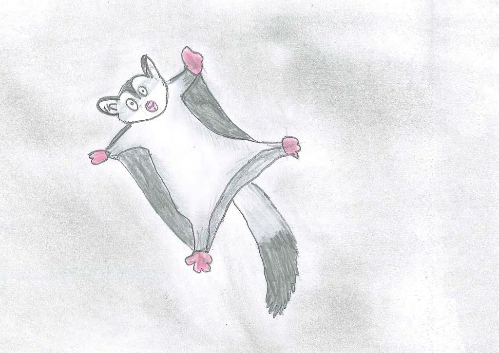Squirrel Glider Their scientific name is Petaurus norfolcensis, which means small headed rope dancer.