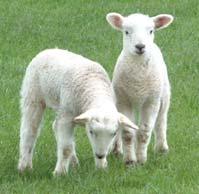 Weaning Lambs should be weaned at 12 16 weeks of age to give the ewes ten weeks recovery time before mating.