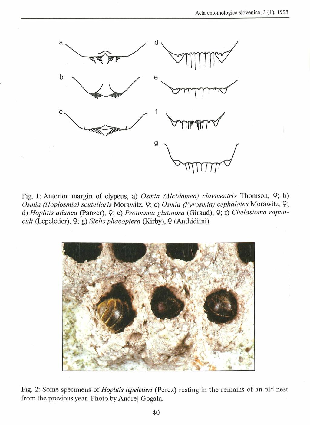 Slovenian Entomological Society, download unter www.biologiezentrum.at Acta entomologica slovenica, 3 (1), 1995 Fig.