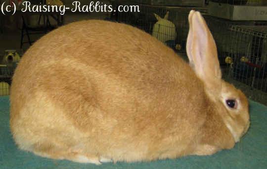 Commercial Rabbit Breeds One of most common rabbit body types include the Commercial Rabbit Breeds.