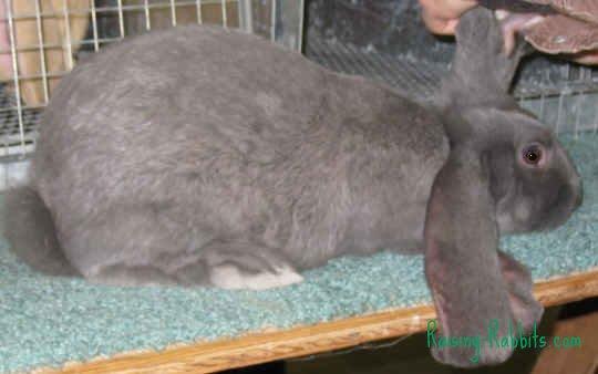 this type of rabbit. They are tightly constructed and give a sense of roundness. Some are described as cobby (round with very small neck).