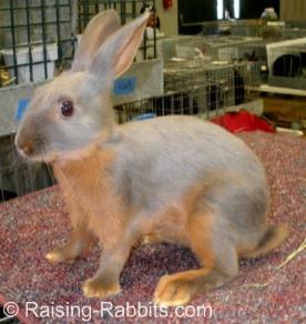 Fully Arched Rabbit Breeds A fully arched rabbit appears perky and ready to bolt.