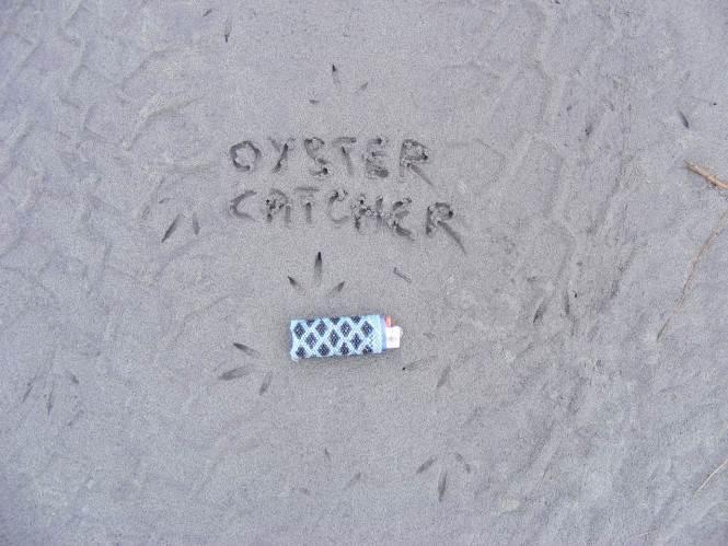Close up of oyster catcher tracks in firm damp sand, note the lack of a distinct heel mark as the birds tend to walk more on the toes than the flat