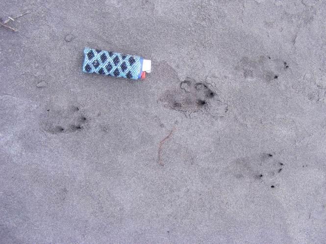 Dogs, Hares and Cats While out looking for penguin tracks, very often you will find tracks from all the four legged creatures which roam our beaches.